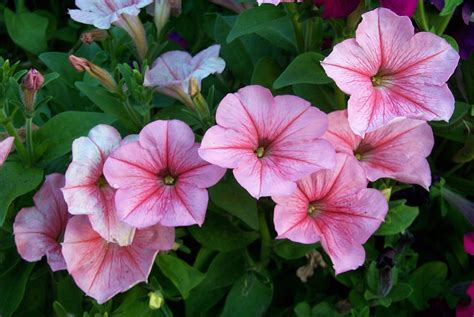 Pink Petunias Flower Essences Remedies, Flower Remedy, Herb Seeds, Garden Seeds, Fleurs Morning ...