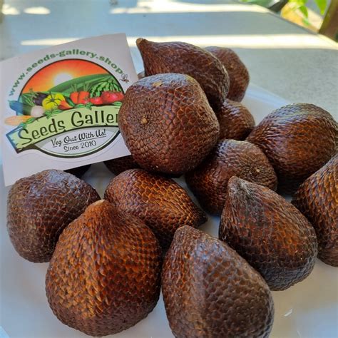 Exotic Snake Fruit Salak Seeds (Salacca edulis) - Price €7.00