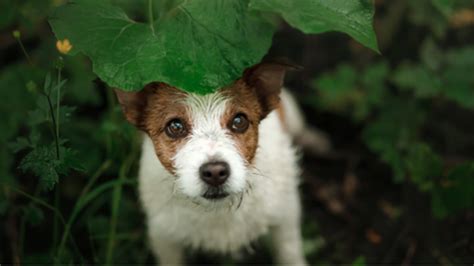 Lost and Found Pets - Ruff Start Rescue