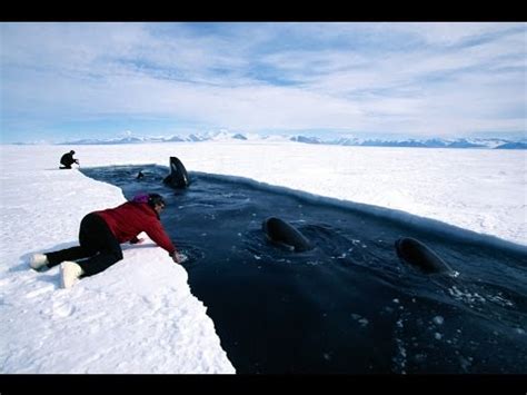 Discovery Science Documentary 2016: NOVA Antarctica Secrets Beneath the Ice (TV Episode full ...