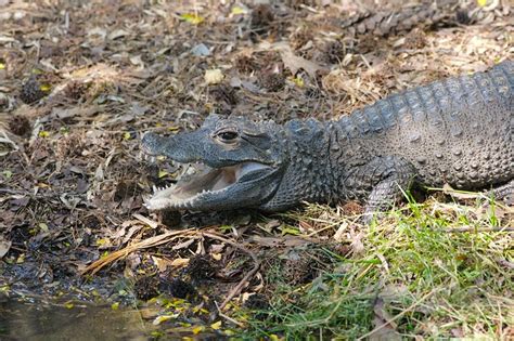 West African Dwarf Crocodile #5 | Flickr - Photo Sharing!