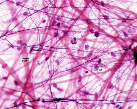 ANAT2241 Connective Tissue Components - Embryology