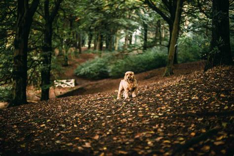 How to Train a Cocker Spaniel - spanielking