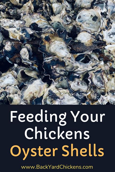 Feeding your chickens oyster shells – Artofit