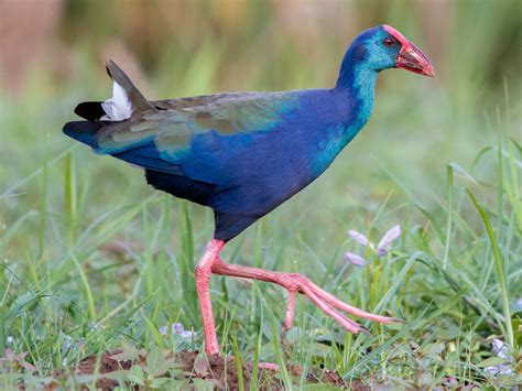 African Swamphen - eBird