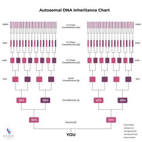 Autosomal DNA Testing: What Is It And How It Works?