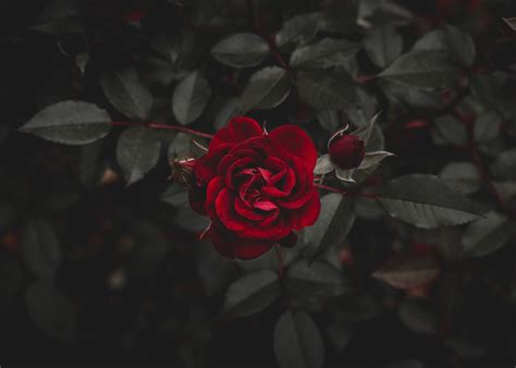 Red rose, Rose, Red, Flower HD wallpaper | Wallpaper Flare