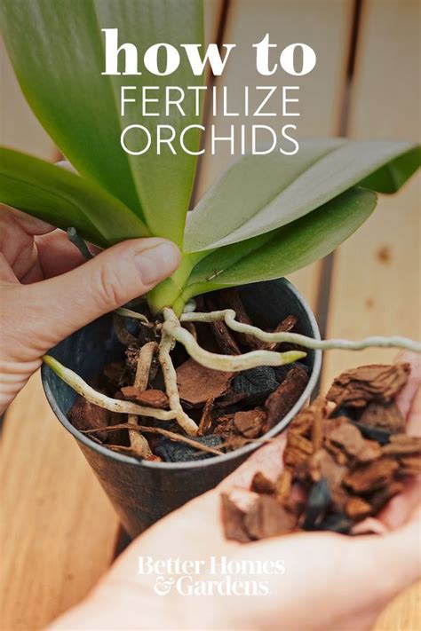 Phalaenopsis Orchid Care, Orchid Plant Care, Repotting Orchids, Orchid Plants, Indoor Orchid ...