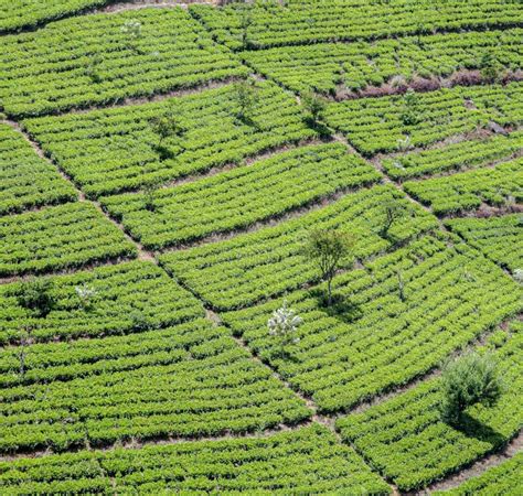 Green Tea Plantation in Sri Lanka Stock Image - Image of farming, eliya: 263219929