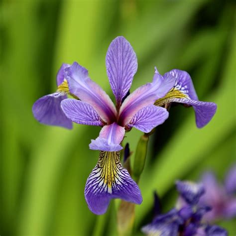 Iris Flowers Meaning: Decoding Nature's Poetry in Every Petal