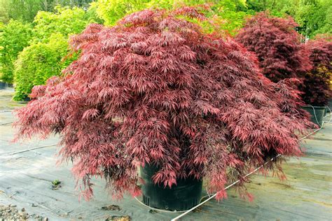 Acer palmatum 'Red Dragon' Japanese Maple | Conifer Kingdom