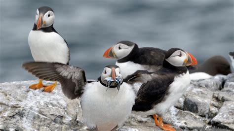 Puffin picture plea: Snaps needed to help save endangered seabirds | UK ...