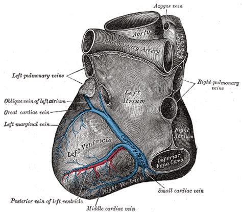 Coronary arteries - wikidoc