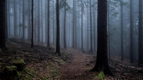 Premium Photo | Dark forest road path through a dark forest