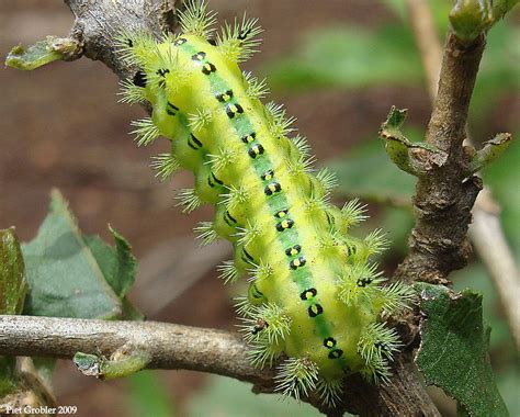 Green caterpillar | Just a nice colored caterpillar. I have … | Flickr