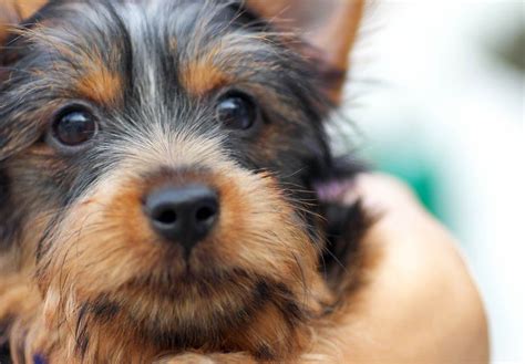 Silky Terrier Puppies For Sale - AKC PuppyFinder