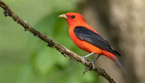 Can eBird Help Choose Better State Birds? Part 3: Birds That Mostly Don ...