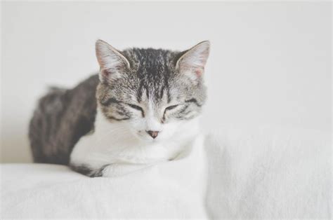 Free Stock Photo of Grey and white cat | Download Free Images and Free Illustrations