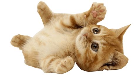 Kitten PNG Images Transparent Background | PNG Play