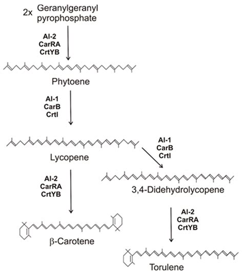 Molecules | Free Full-Text | Carotenoids and Their Biosynthesis in Fungi