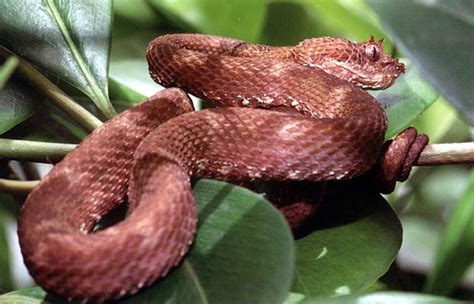 Eyelash Viper Facts, Habitat, Diet, Life Cycle, Baby, Pictures