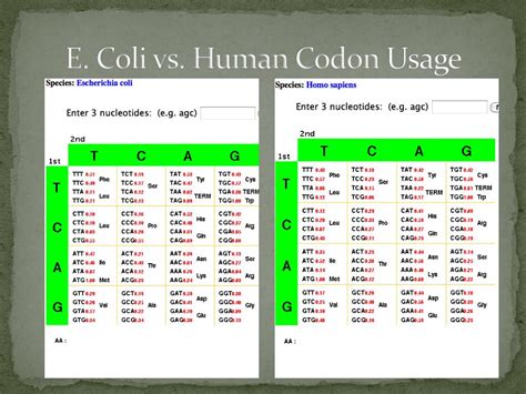 Amino Acid Codon Usage Table | Cabinets Matttroy