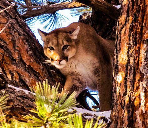 OUR WORK WITH COUGARS – Bodhi Wildlife Conservation Specialists