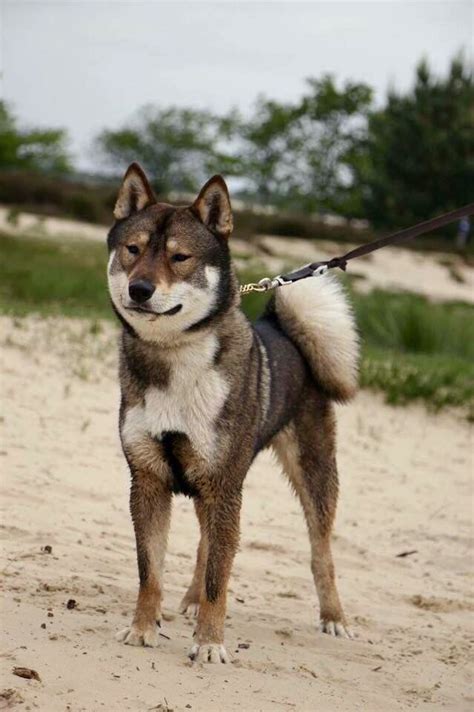 Shikoku Cute Dogs Breeds, Dog Breeds, Animals And Pets, Cute Animals ...