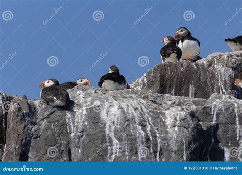 Puffins on a Cliff in the Farne Islands Stock Photo - Image of spring ...