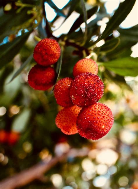 Strawberry tree - planting, pruning and advice on caring this berry shrub