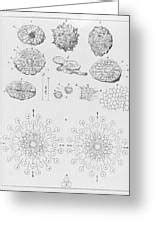 Formation Of Hailstones Photograph by Royal Institution Of Great Britain / Science Photo Library