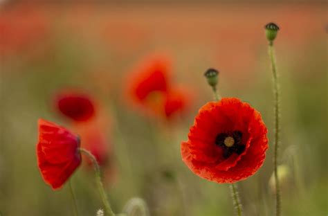 remembrance day, poppy, armistice, peace, army, military, field, red ...