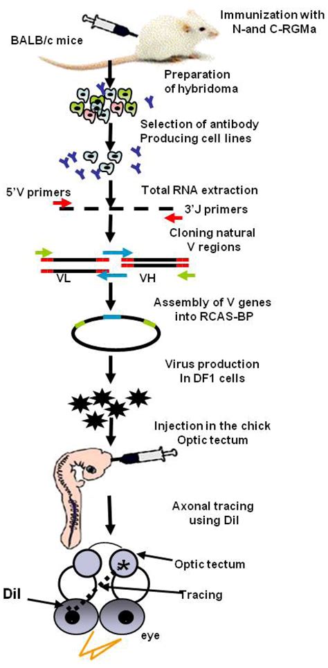 Antibodies | Free Full-Text | In Vivo Applications of Single Chain Fv (Variable Domain) (scFv ...