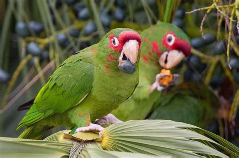 Mitred Conure Facts, Care as Pets, Lifespan, Images, Video