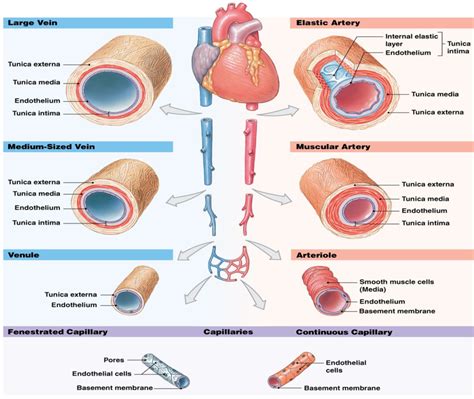 Histological Structures of Blood Vessels (Exam 3 Study Guide) Diagram | Quizlet