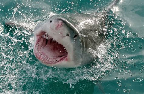 Shark Week 2023 Dates and Times - Shark Munch