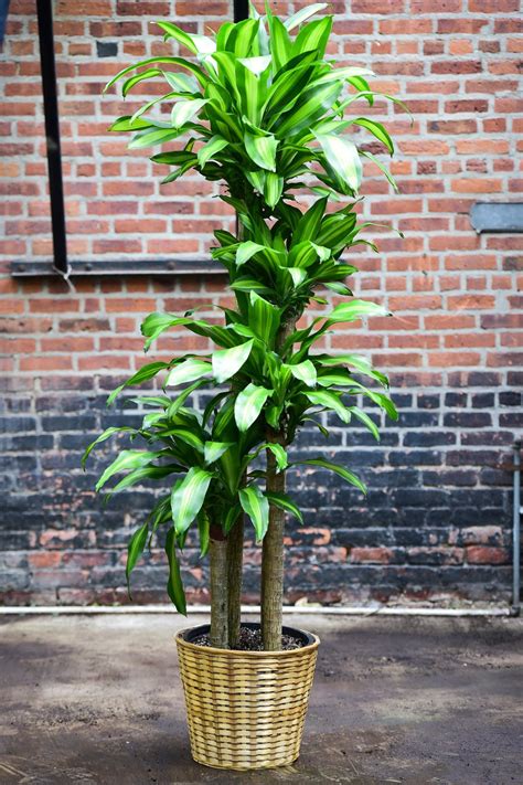 'Corn Plant' Mass Cane – Interior Foliage Design