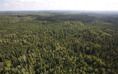 Study says climate change forcing boreal forest to tipping point ...