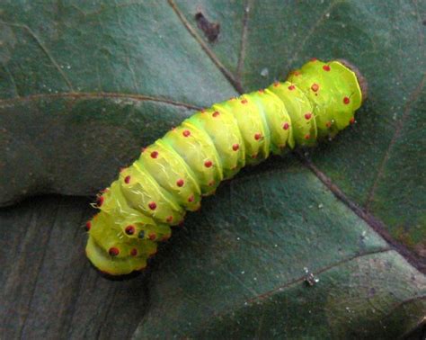 Green Caterpillar - Luna Moth? - Actias luna - BugGuide.Net