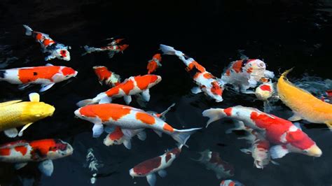 Koi Wallpapers - Top Free Koi Backgrounds - WallpaperAccess