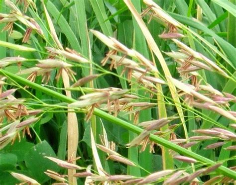 CEREAL FOOD SCIENCES: Wild rice (Zizania spp.)