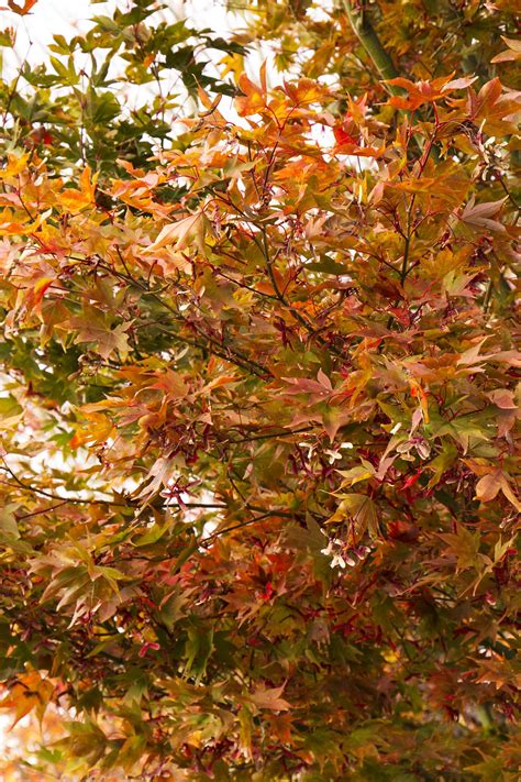 Osakazuki Japanese Maple | Japanese maple tree, Japanese maple, Japanese maple tree varieties