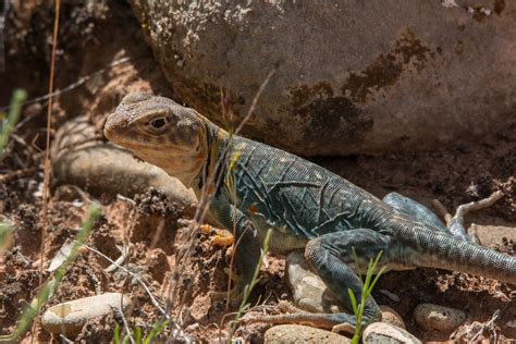 Eastern Collared Lizard | An adult female Eastern Collared L… | Flickr