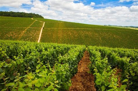 Premier cru Chablis 2020: top-scoring wines - Decanter