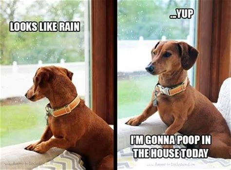 12 Best Dachshund Memes of All Time