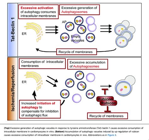 Cause of Autotic Cell Death | Download Scientific Diagram