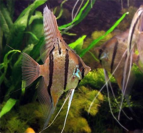 Pterophyllum Altum Peruvian Wild Angelfish for sale at AzGaredens.com