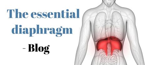 The essential diaphragm - Lee Clarke Osteopath