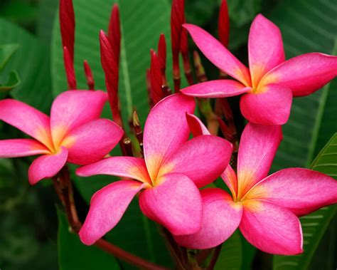 Planting and care of Frangipani, Plumeria - myGarden.com