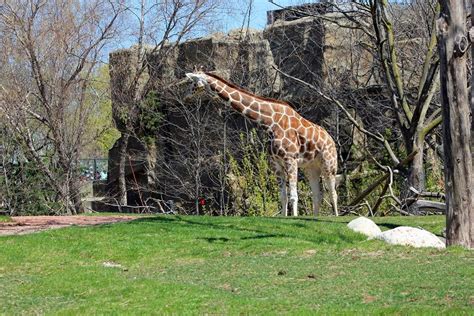 Lincoln Park Zoo friend. | Lincoln park zoo, Animals, Zoo